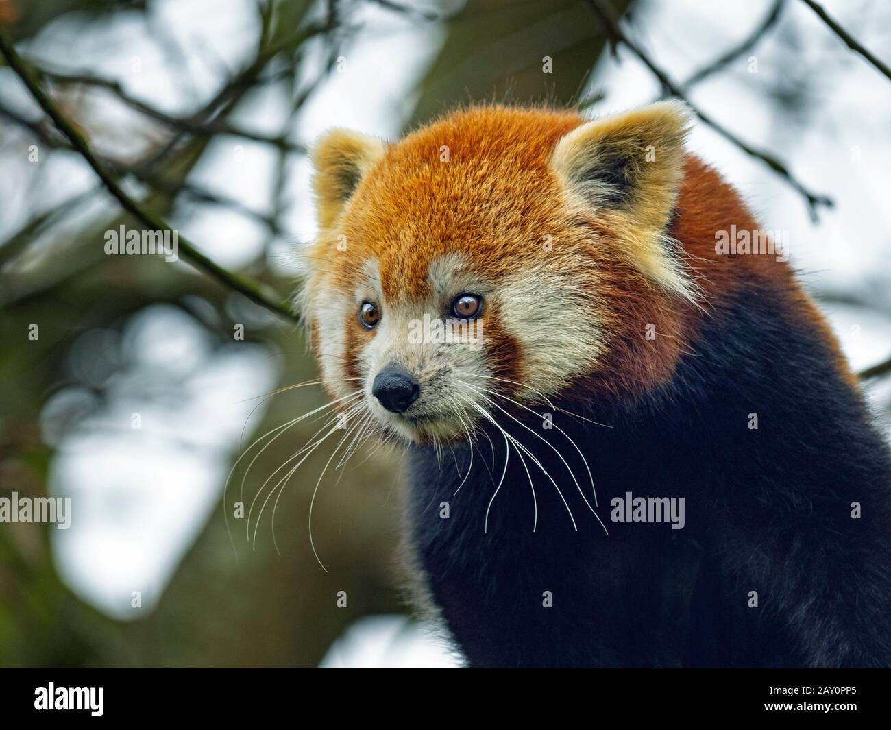 Red panda Ailurus fulgens captive Portrait Stockfoto
