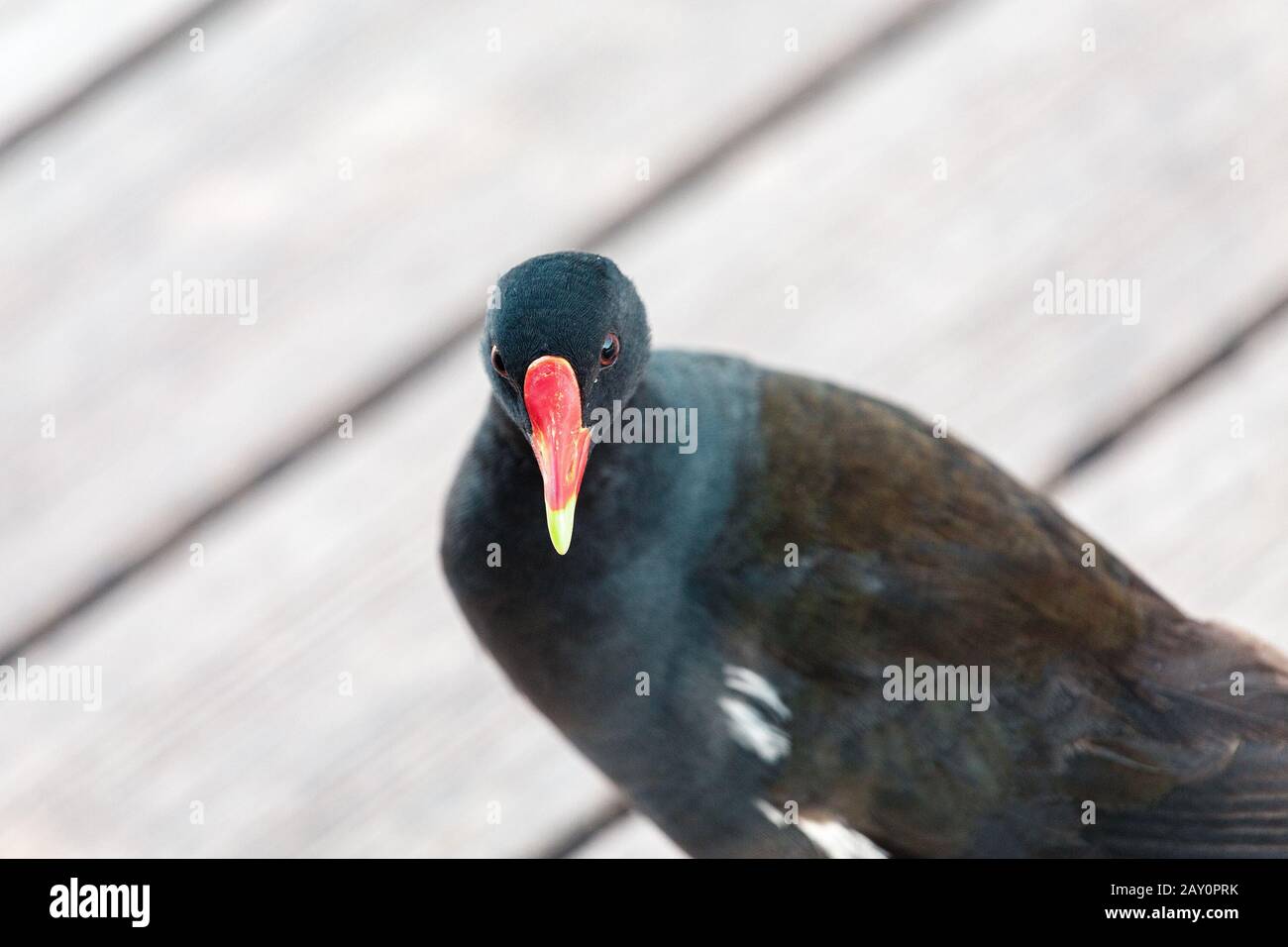 Kleiner schwarzer Vogel mit roter Rechnung Stockfoto
