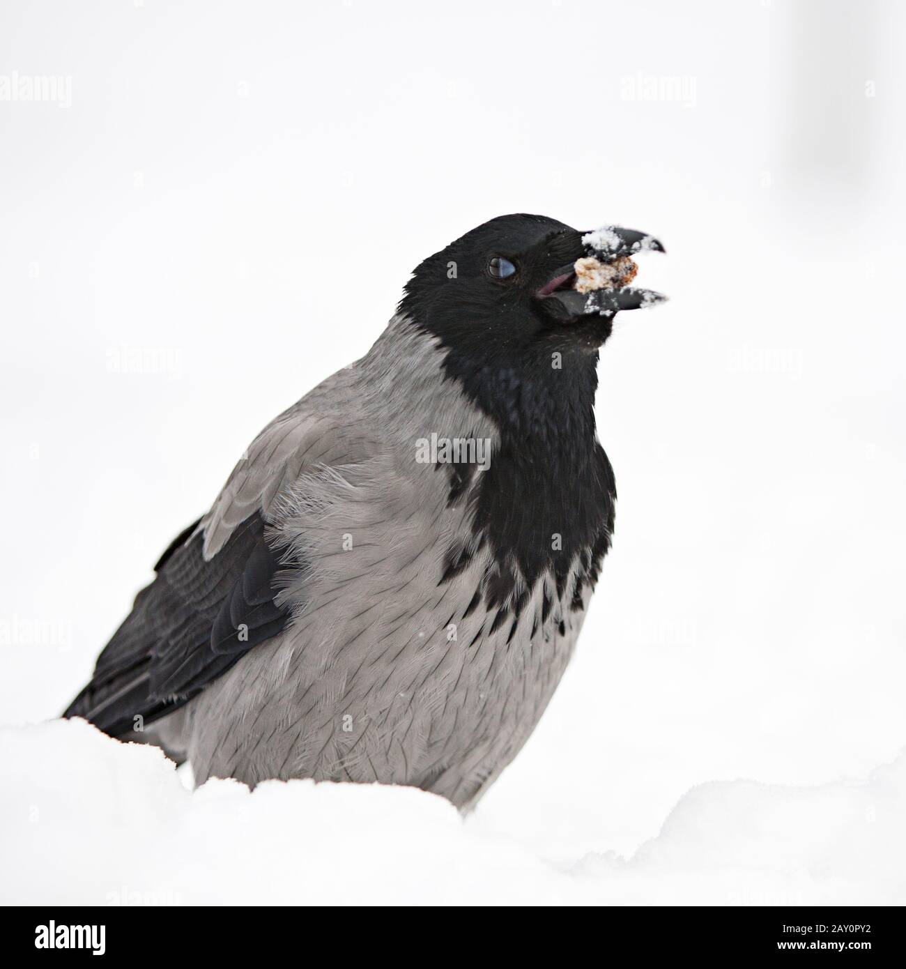 Nebelkrähe (Corvus Corone Cornix) beim fressen im Schnee / Hoodiecrow (Corvus Corone Cornix) Stockfoto