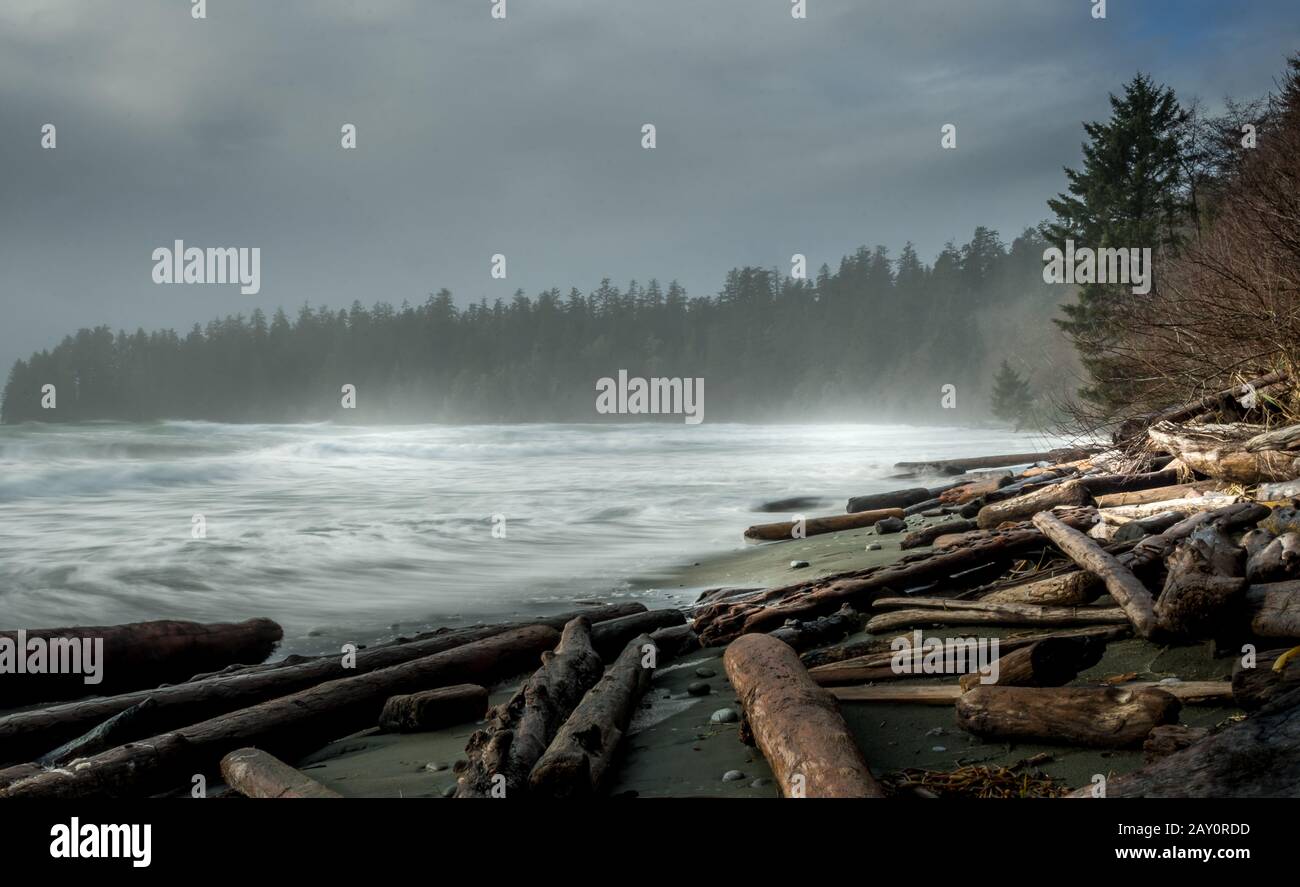 Treibholz am Strand, Pacific Rim National Park Reserve, Vancouver Island, British Columbia, Kanada Stockfoto