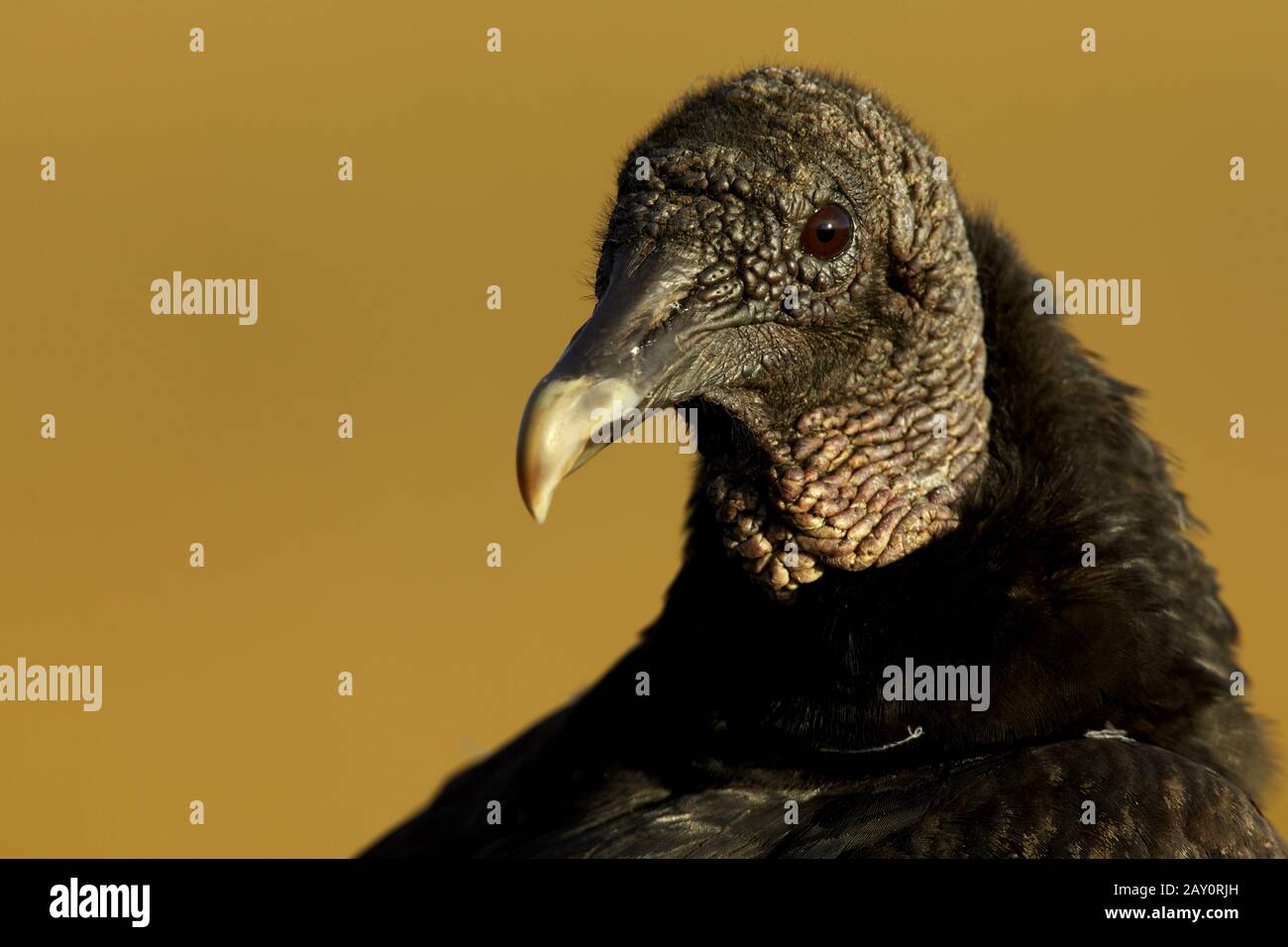 Rabengeier - Coragyps atratus - American Black Vulture Stockfoto