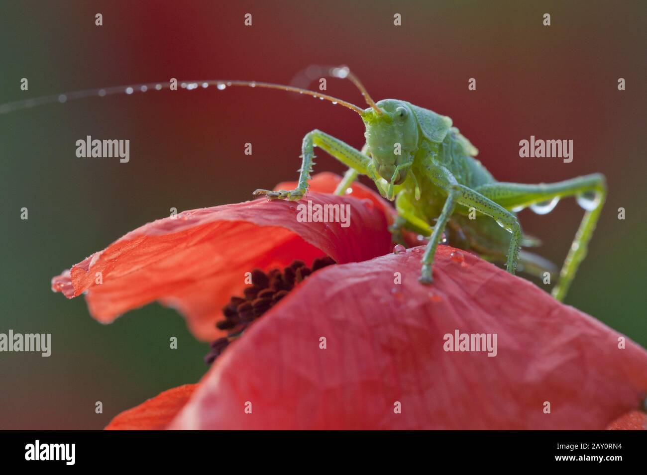 Grünes Heupferd Larve / Great Green Busch-Cricket / Tettigonia viridissima Stockfoto