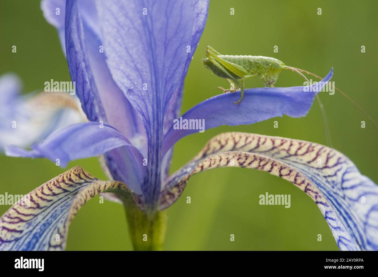 Grünes Heupferd Larve / Great Green Busch-Cricket / Tettigonia viridissima Stockfoto