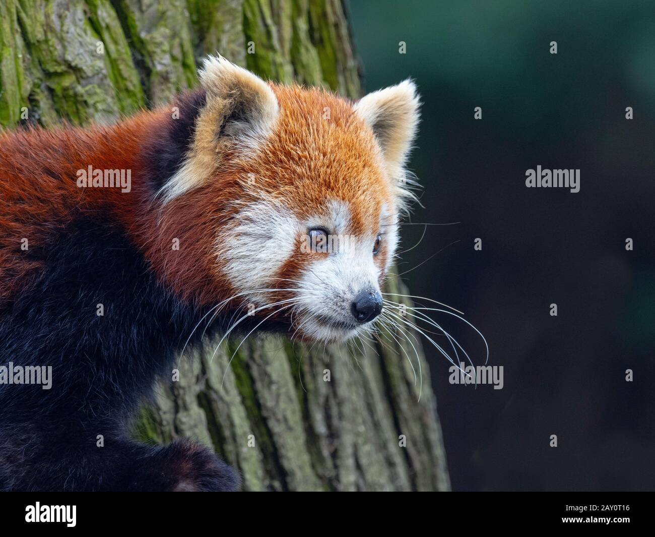 Red panda Ailurus fulgens captive Portrait Stockfoto