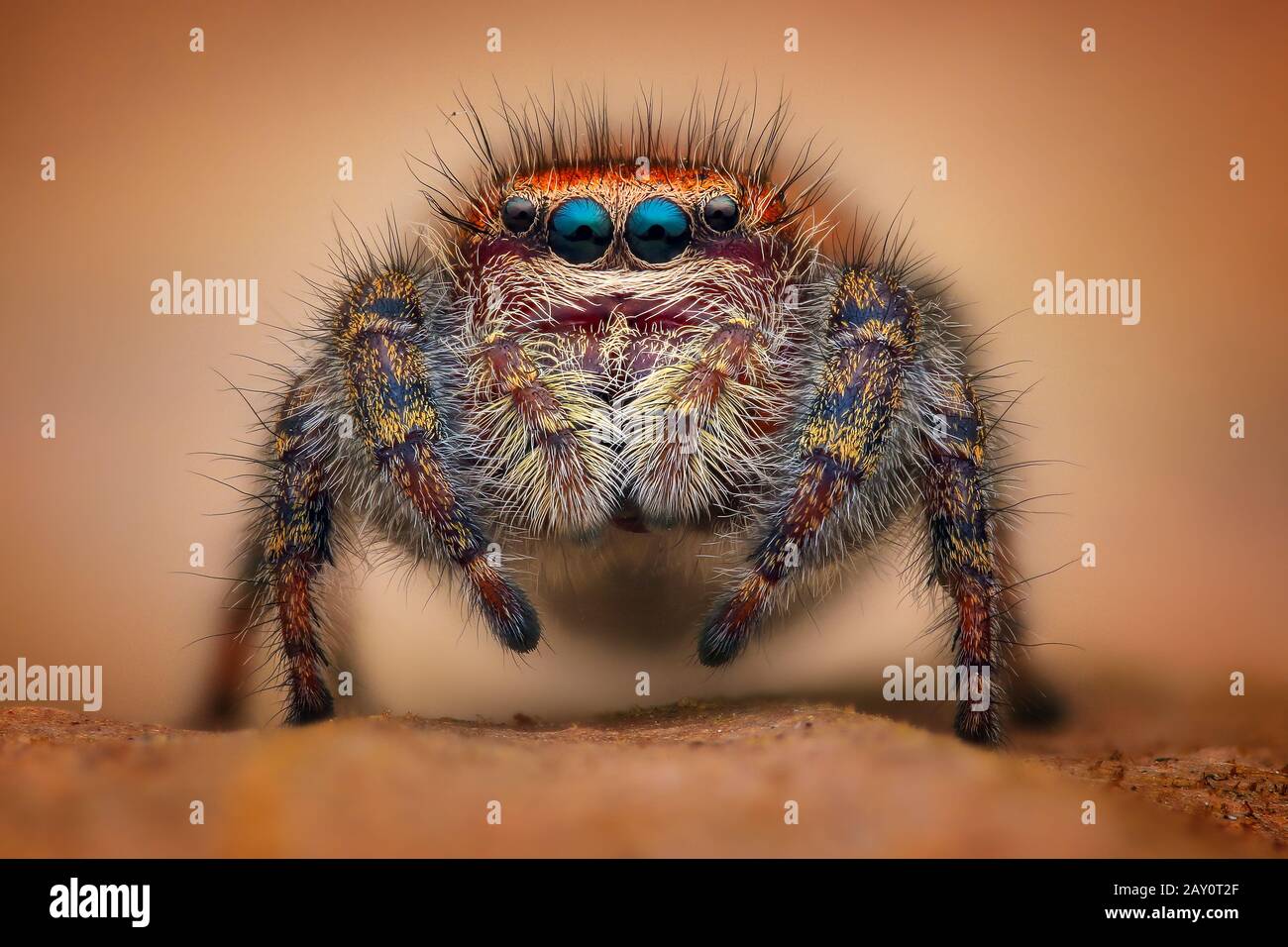 Nahaufnahme einer springenden Spinne, Indonesien Stockfoto