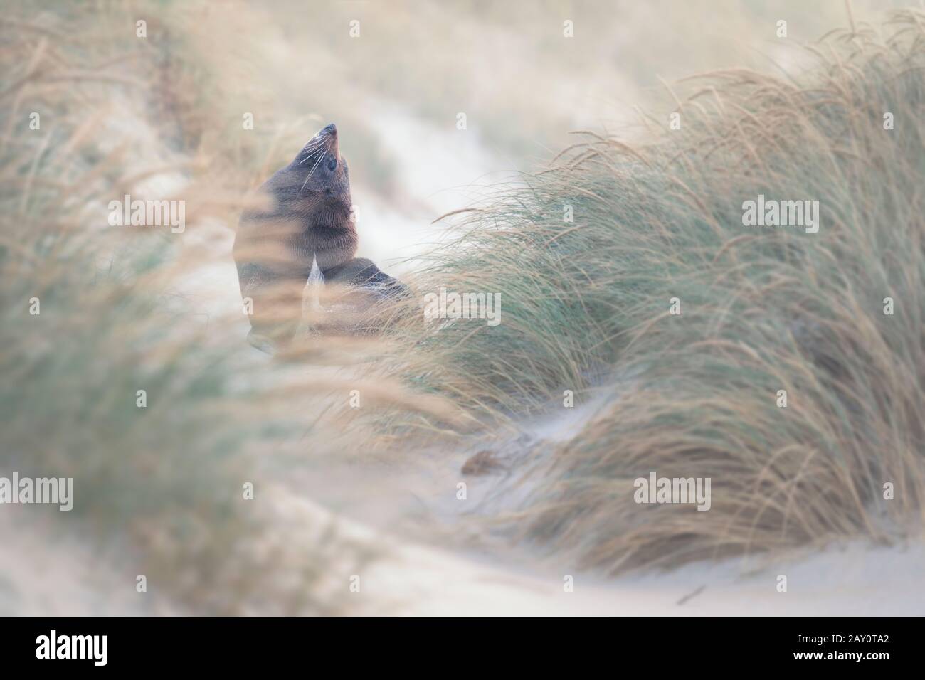 Wilde neuseeländische Felldichtung (Arctocephalus forsteri) im Dünengras, Neuseeland Stockfoto