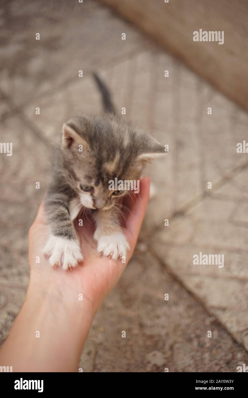 Süße kleine Kätzchen, die mit einer weiblichen Hand spielen. Stockfoto
