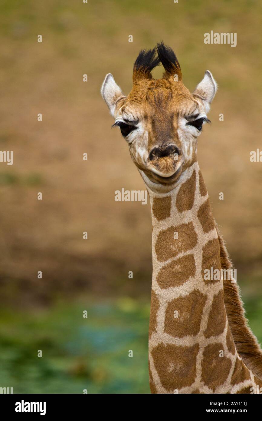 Ugandische Giraffe, Giraffa camelopardalis rothildi Stockfoto