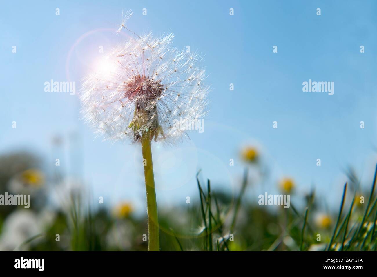 Löwenzahnsamen im morgendlichen Sonnenlicht über einen frischen grünen Hintergrund wegblasen Stockfoto