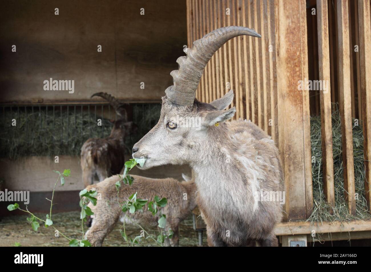 Ein Steinbock, der einige Pflanzen isst Stockfoto