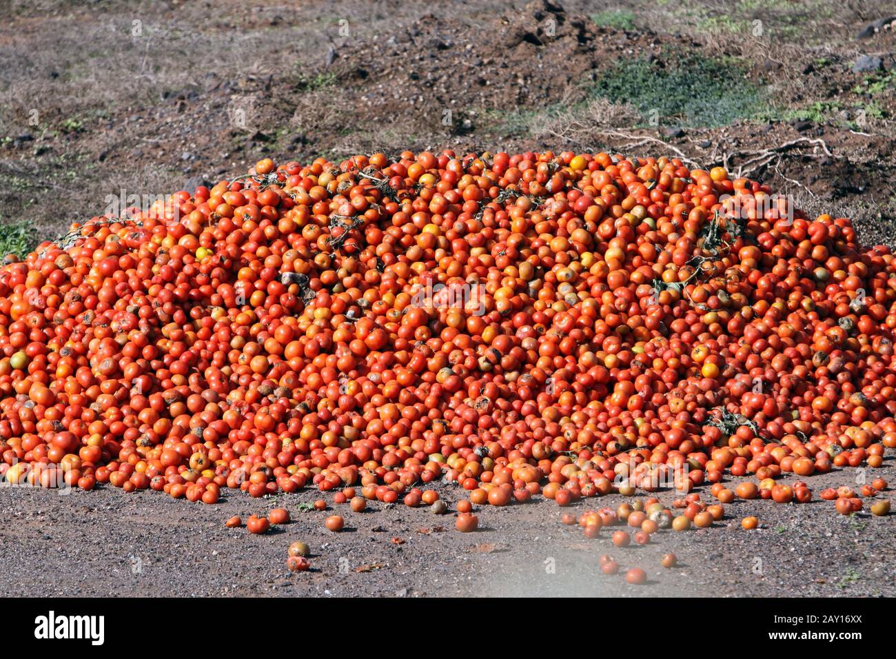 Tomatenüberproduktion Punta de Teno Stockfoto