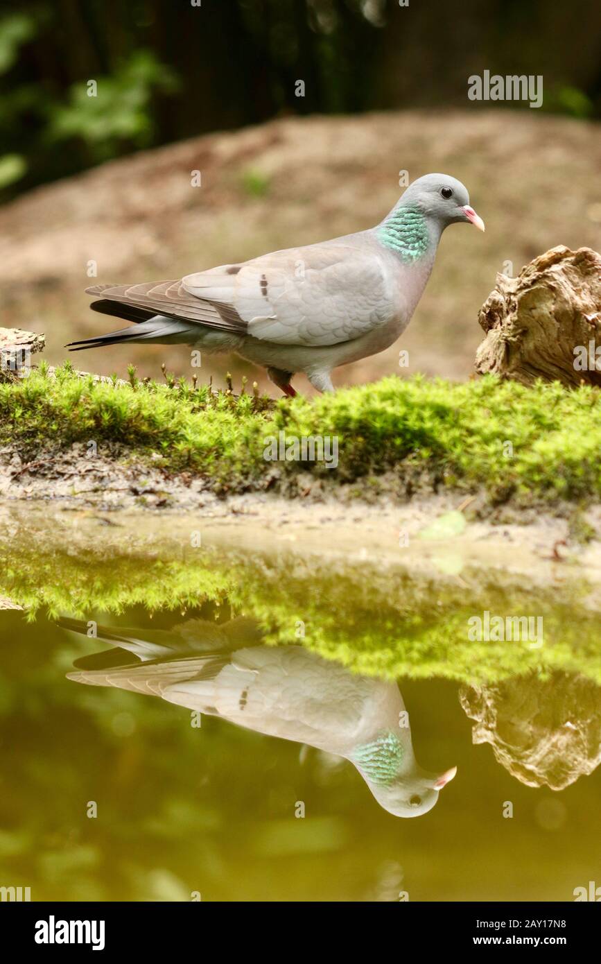 Vertikale Aufnahme einer schönen Stocktaube, die auf der reflektiert see Stockfoto