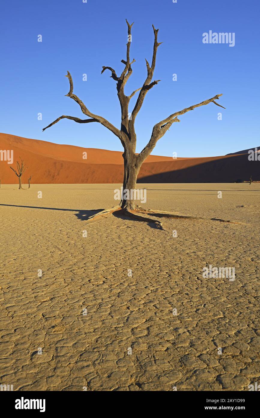 Kameldornbäume (Acacia erioloba), auch Kameldorn- oder Kamelsprossen genannt Stockfoto