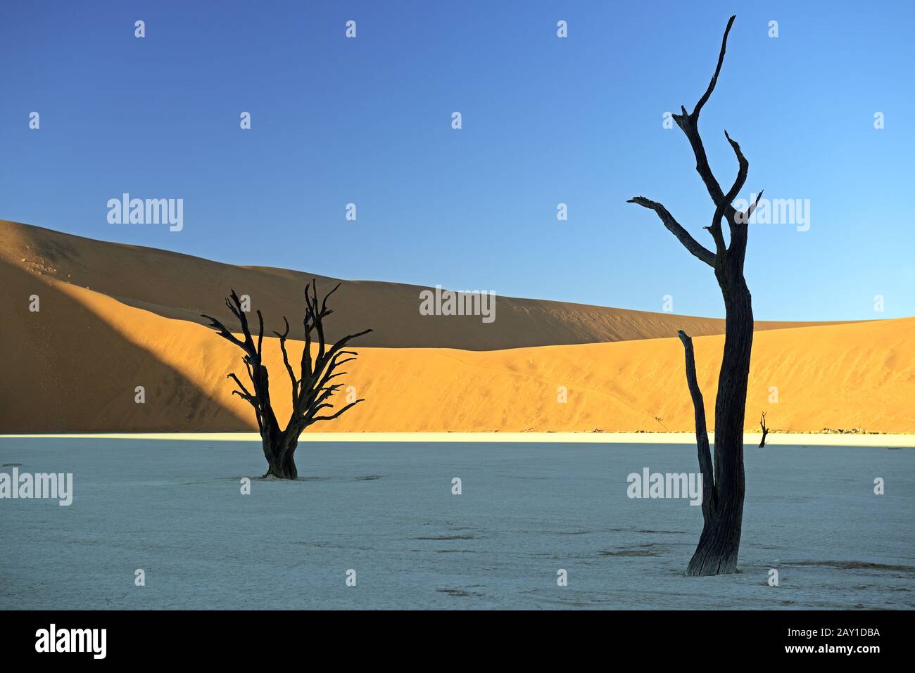 Kameldornbäume (Acacia erioloba), auch Kameldorn- oder Kamelsprossen genannt Stockfoto