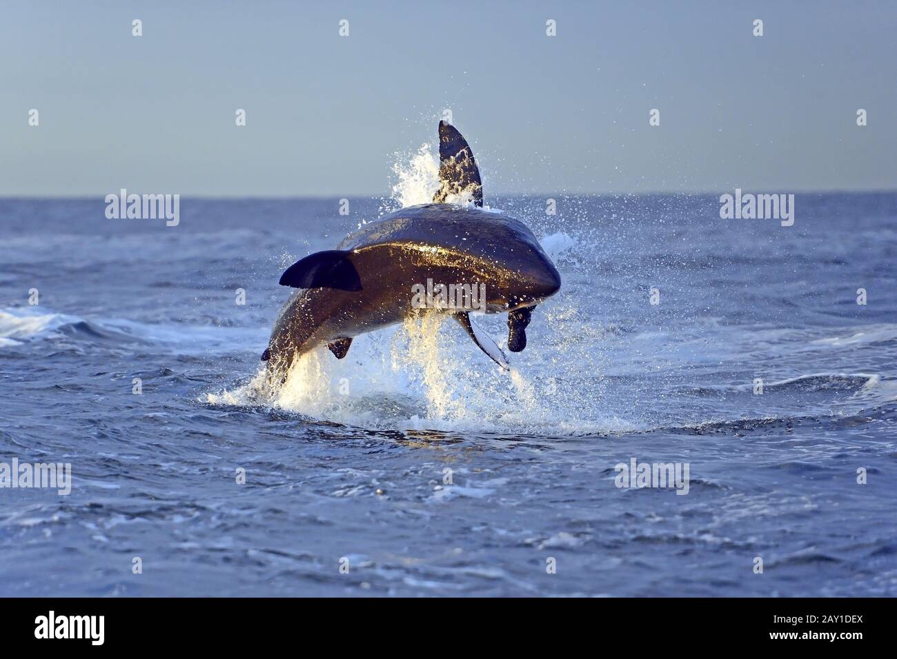 Großer weißer Hai (Carcharodon Carcharias), Jagd auf Beute, Seal Stockfoto