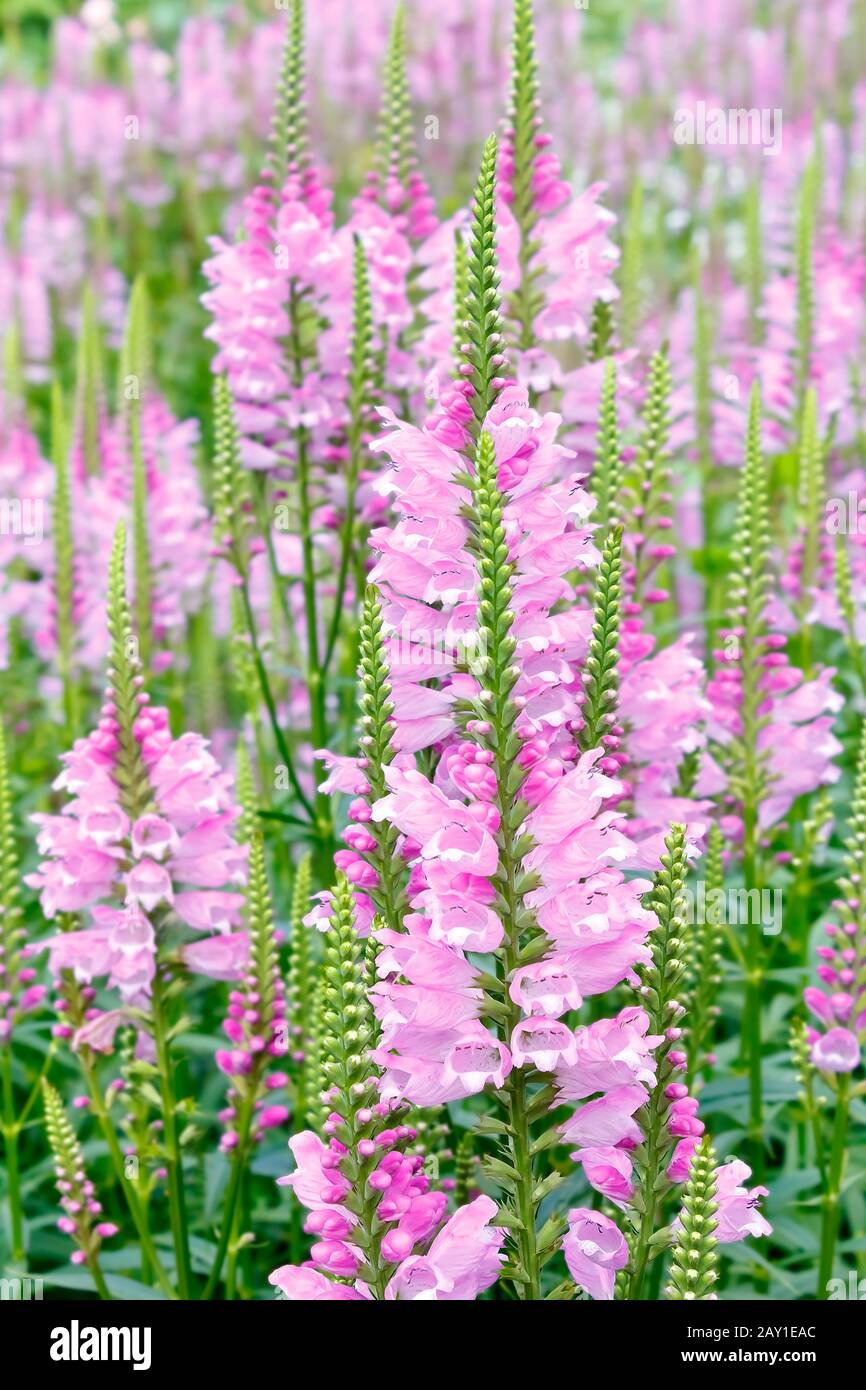 Viele rosafarbene Liberkopfblüten oder gehorsame Pflanzenblumen, geblümte Hintergrundtextur. Stockfoto