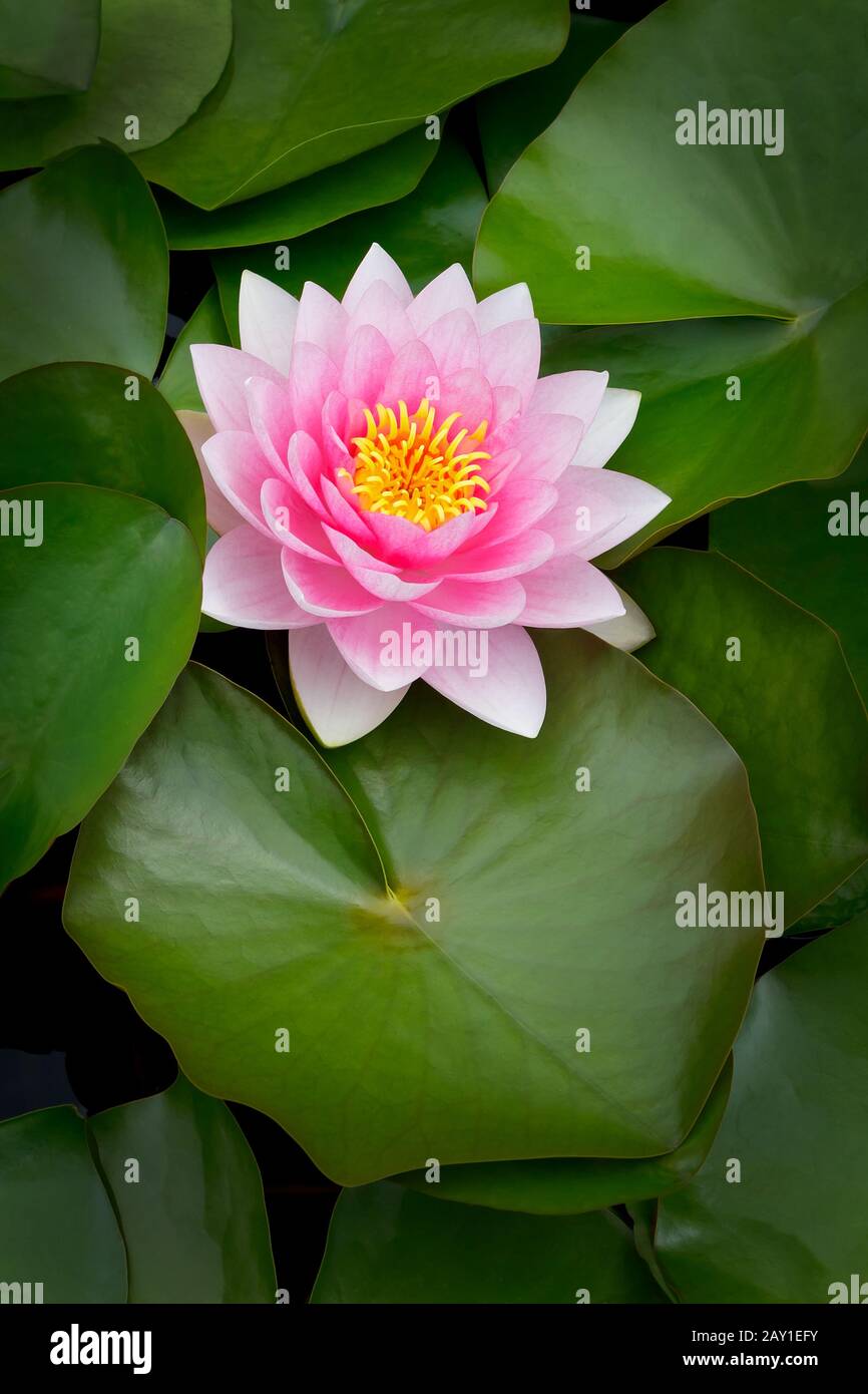 Perfekte rosafarbene Seerose oder lotos mit Blättern am Teich, Hintergrundfoto mit Textraum. Stockfoto Perfekte rosafarbene Seerose oder lotos mit Blättern am Teich, Hintergrundfoto mit Textraum. Stockfoto