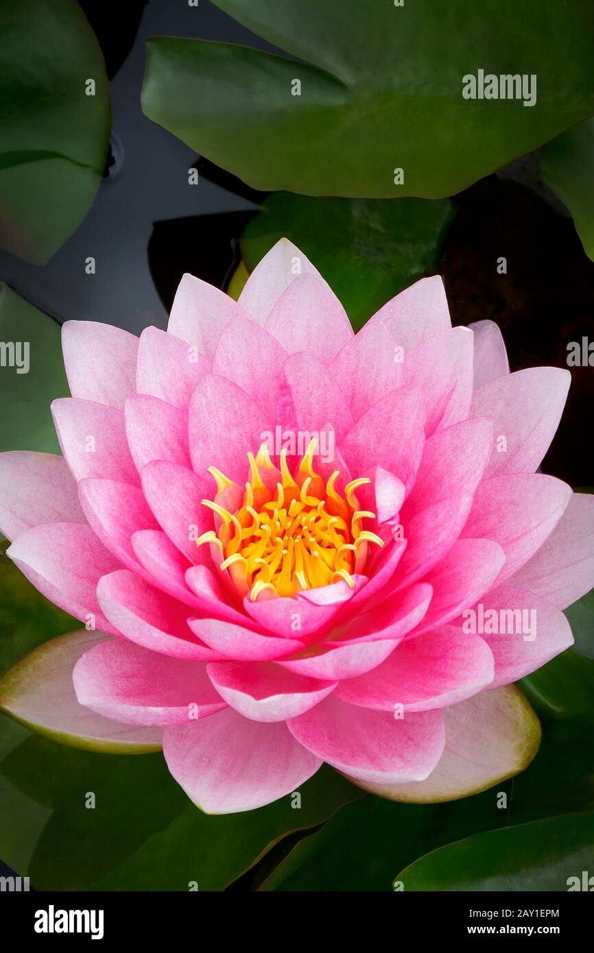 Nahaufnahme einer rosafarbenen Seerosenblume oder lotos mit Blättern auf Teich, Kopie oder Textraum. Stockfoto Nahaufnahme einer rosafarbenen Seerosenblume oder lotos mit Blättern auf Teich, Kopie oder Textraum. Stockfoto