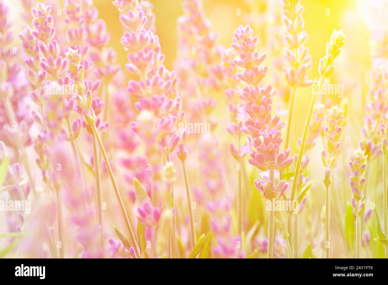 Lavendelblüten in der Sommersonne, Blumenhintergrund Textur, Kopierraum. Stockfoto