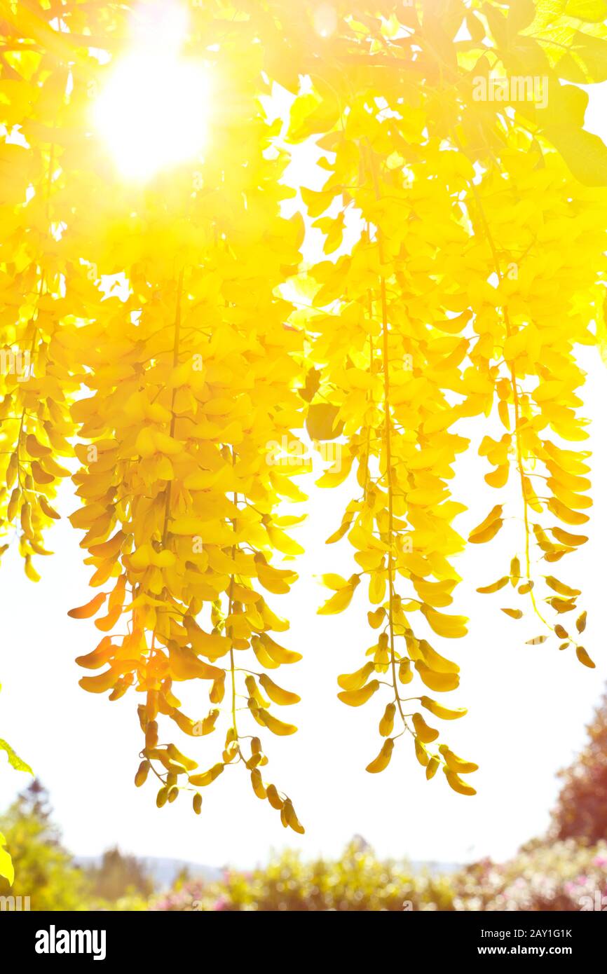 Gelber goldener Regen oder Kettenblumen in der Sommersonne, Blumenhintergrund Textur. Stockfoto