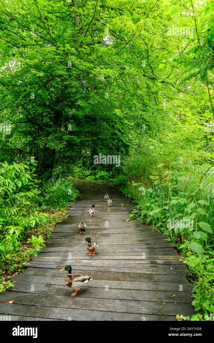 Frankreich, Indre et Loire, Loire-Tal, das von der UNESCO zum Weltkulturerbe erklärt wurde, Amboise, Chateau du Clos Lucé Park und Gärten, Mallard-Enten auf einer Planke Stockfoto