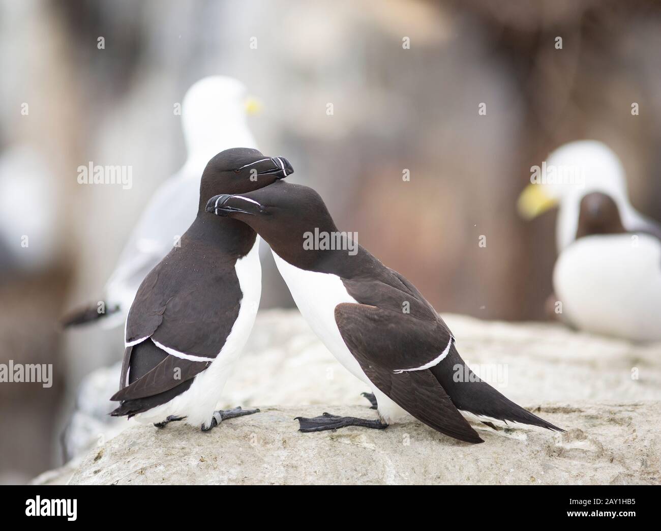 Razorbill oder weniger Auk (Alca torda), ein kolonialer Seevoss in der Gattung Alca der Familie Alcidia, die Auks. Aufgenommen auf Staple Island, Farne Islands. Stockfoto