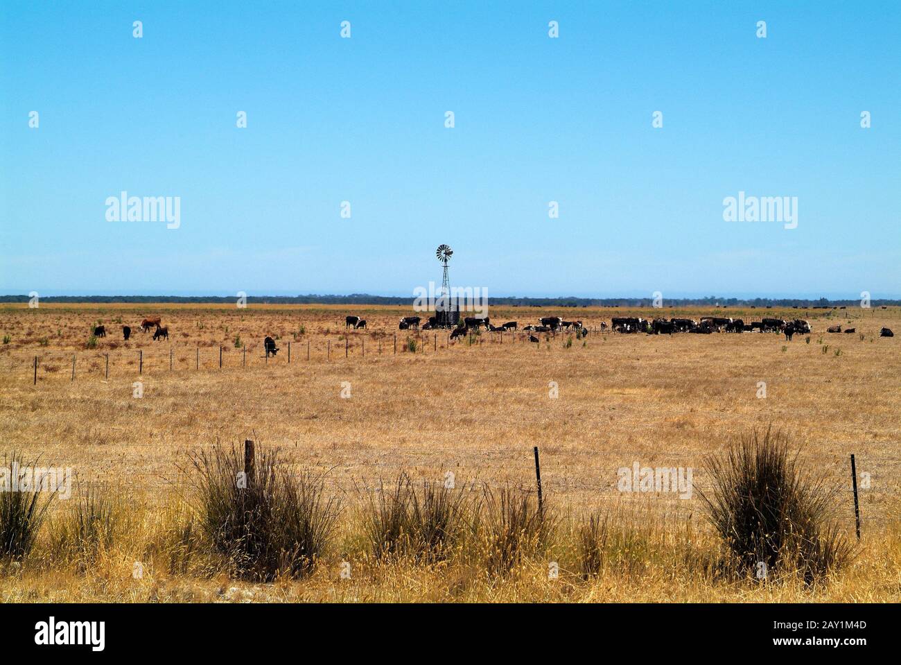 Australien, Viehbestand auf Weide mit Windturbine für die Wasserversorgung Stockfoto