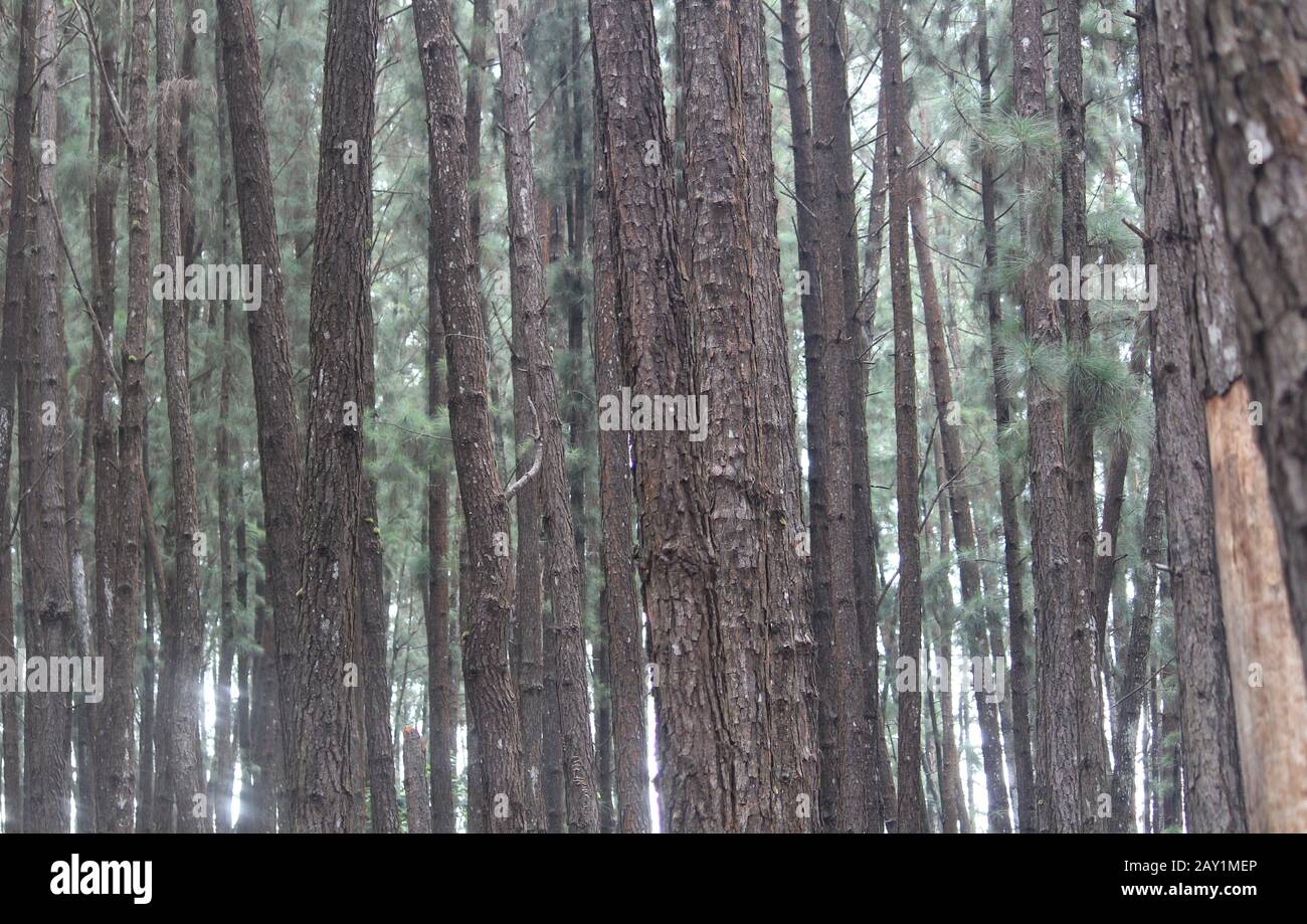 Kerala Tourismus Stockfoto