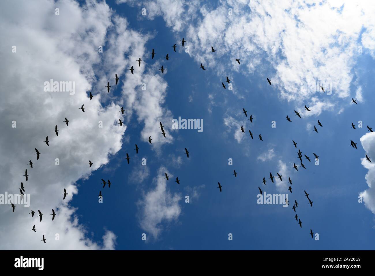 Gemischte Gänse, die an einem sonnigen Tag in England über Ackerland fliegen. Die Herde flieht in strahlendem Sonnenschein gegen einen blauen Himmel mit wolkenfluchigen Wolken Stockfoto