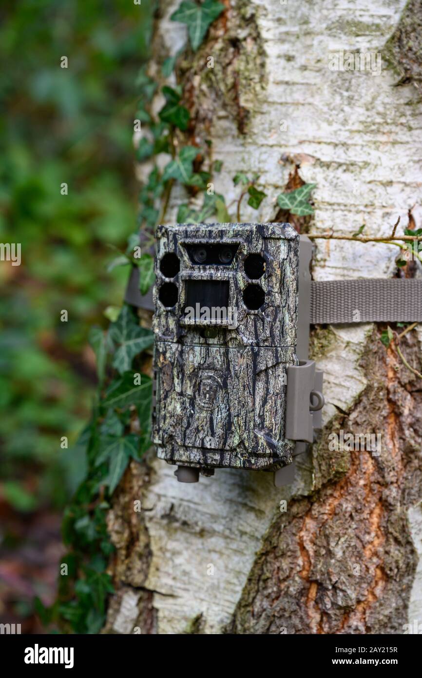 Gut getarnte Bushnell Core DS No-Glow-Trailkamera auf einer Silberbirke in einem Landgarten, der für Aufnahmen von Wildtieren eingerichtet wurde. Stockfoto