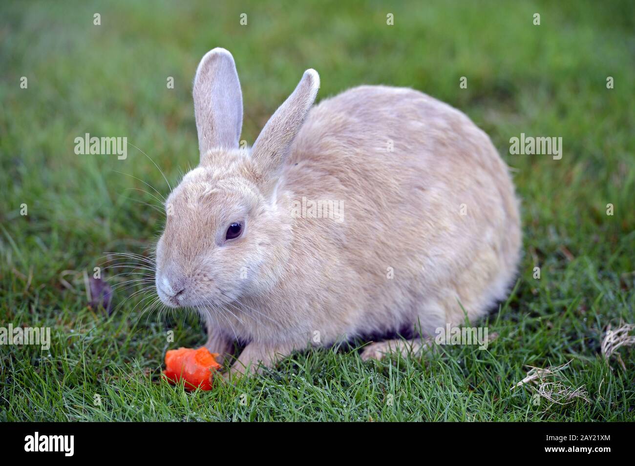 Junges Hauskaninchen (Orycolagus cuniculus forma domestica) auf Stockfoto
