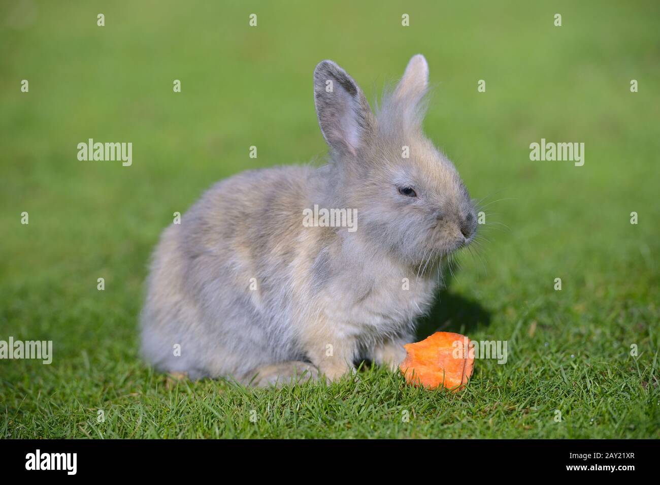 Junges Hauskaninchen (Orycolagus cuniculus forma domestica) auf Stockfoto