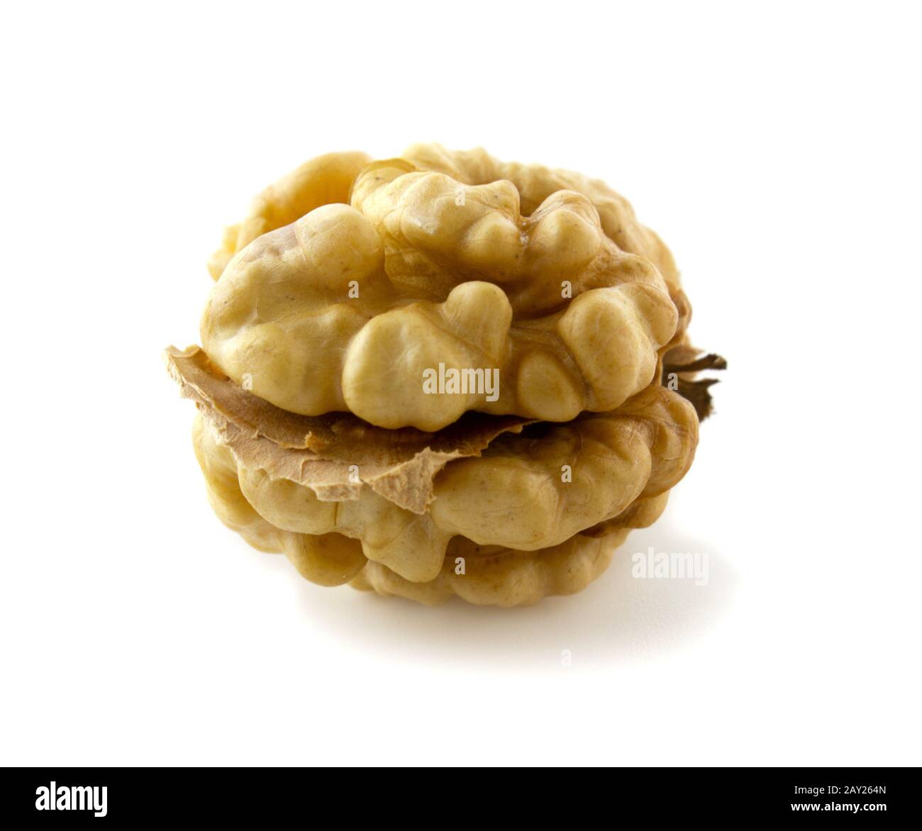 Vollständiger Nusskernel auf weißem Hintergrund isoliert. Walnuss ohne Schale, sauber. Stockfoto