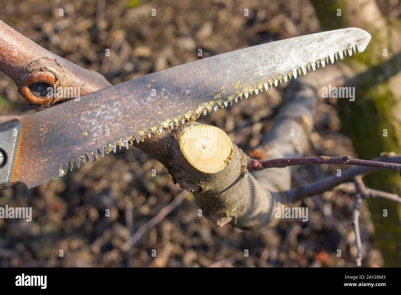Einen Ast auf einem apfelbaum beschneiden. Reinigung alter und kranker Äste im Garten. Stockfoto