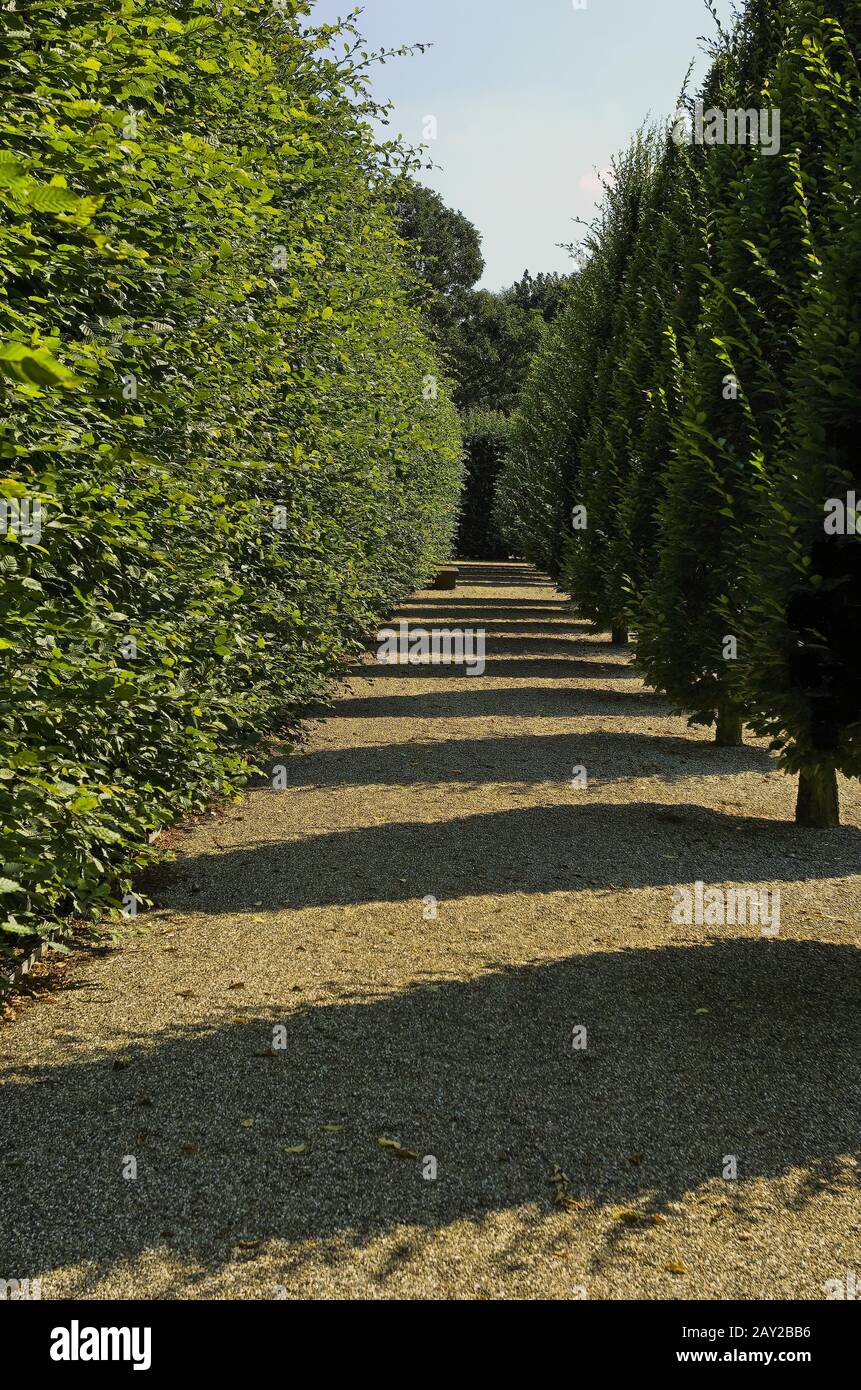 Baum Zeile Stockfoto