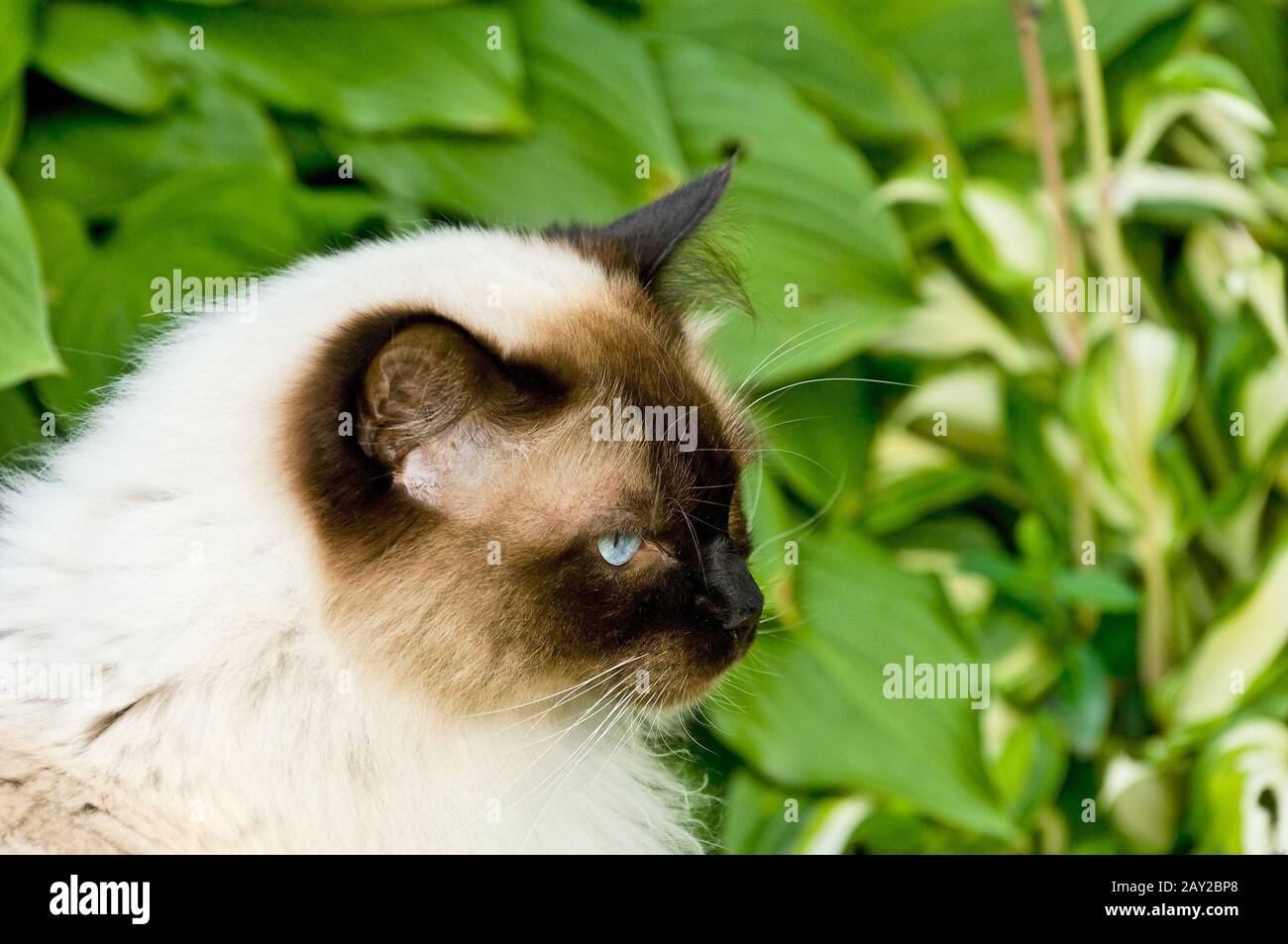 Ragdoll männlich Stockfoto