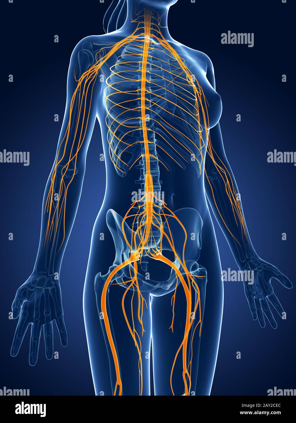 3D gerenderten medizinische Illustration-weibliche Nervensystem Stockfoto