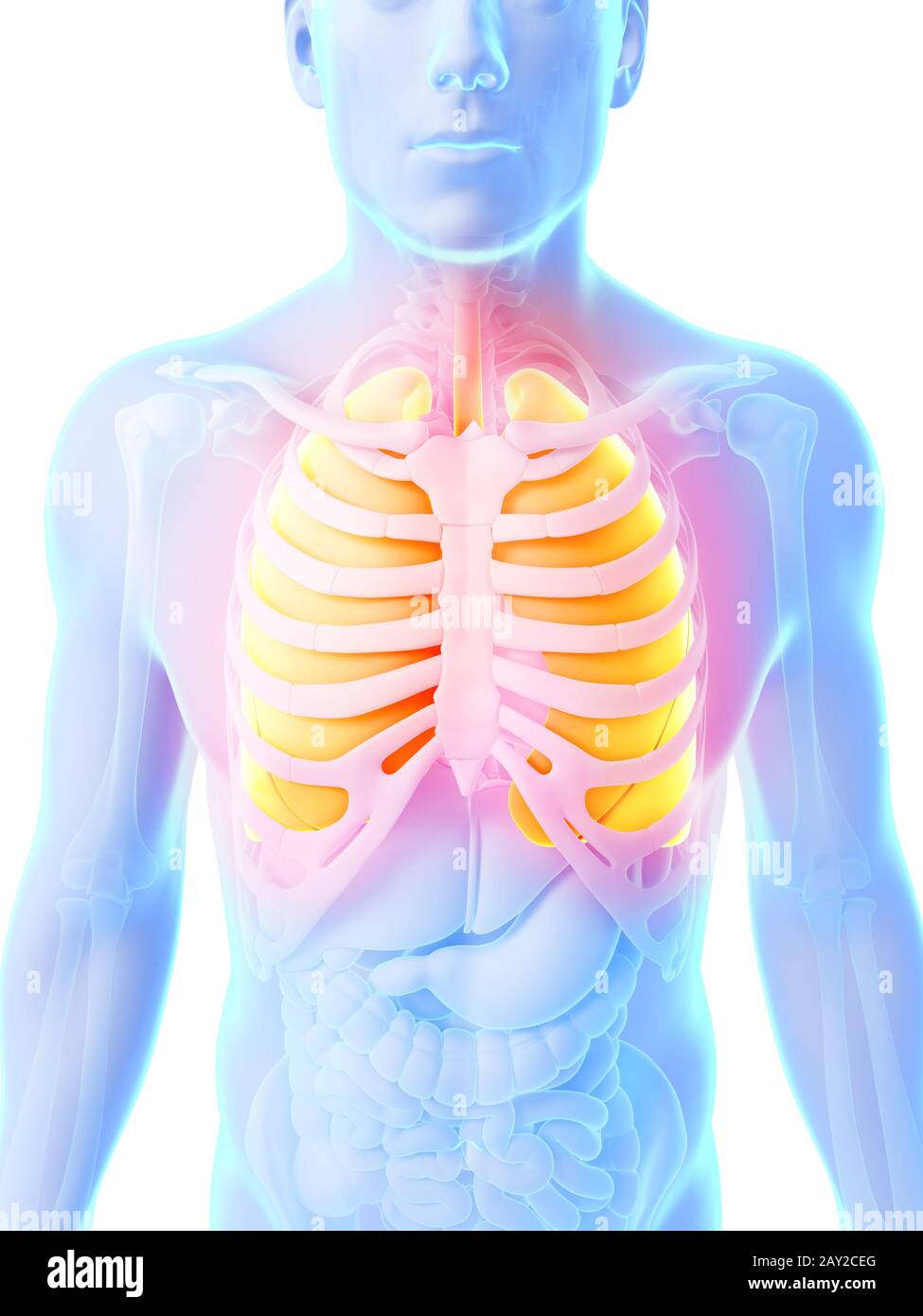 3D gerenderten Illustration - männliche Lunge Stockfoto