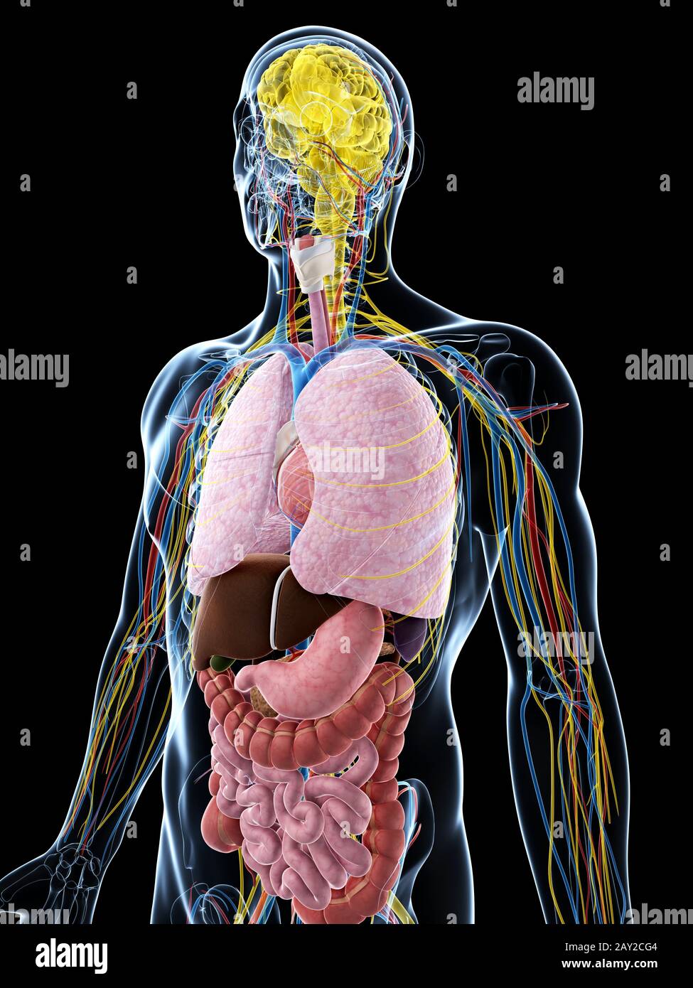 3D gerenderte Darstellung der männlichen Anatomie Stockfoto