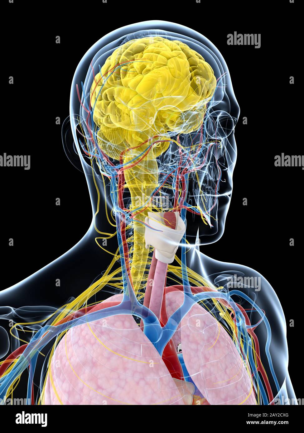 3D gerenderte Darstellung der männlichen Anatomie Stockfoto