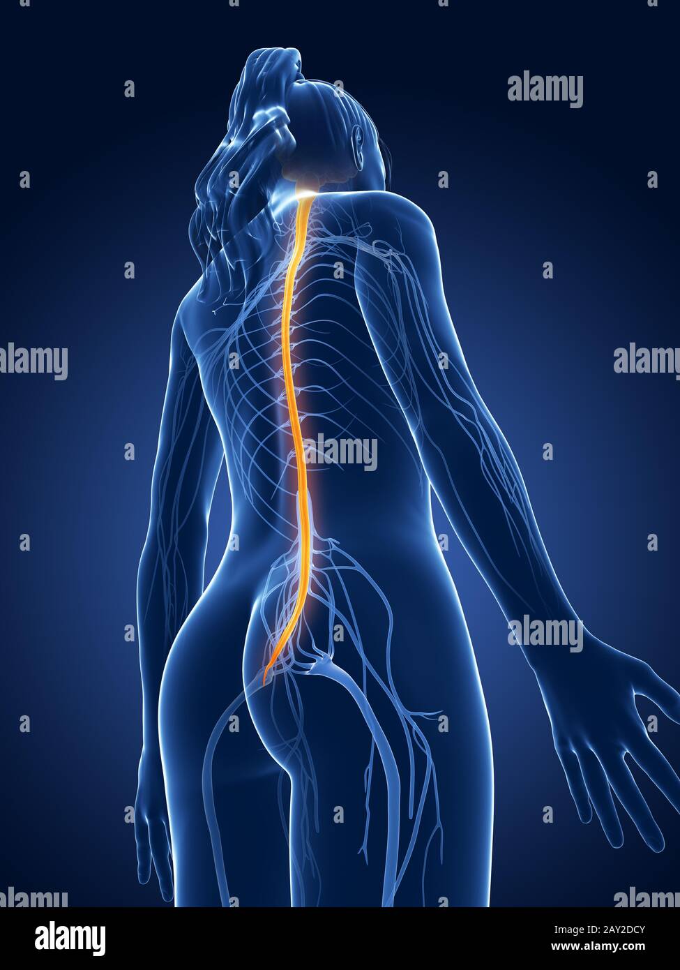 3D gerenderten medizinische Illustration - weiblichen Nerven Stockfoto