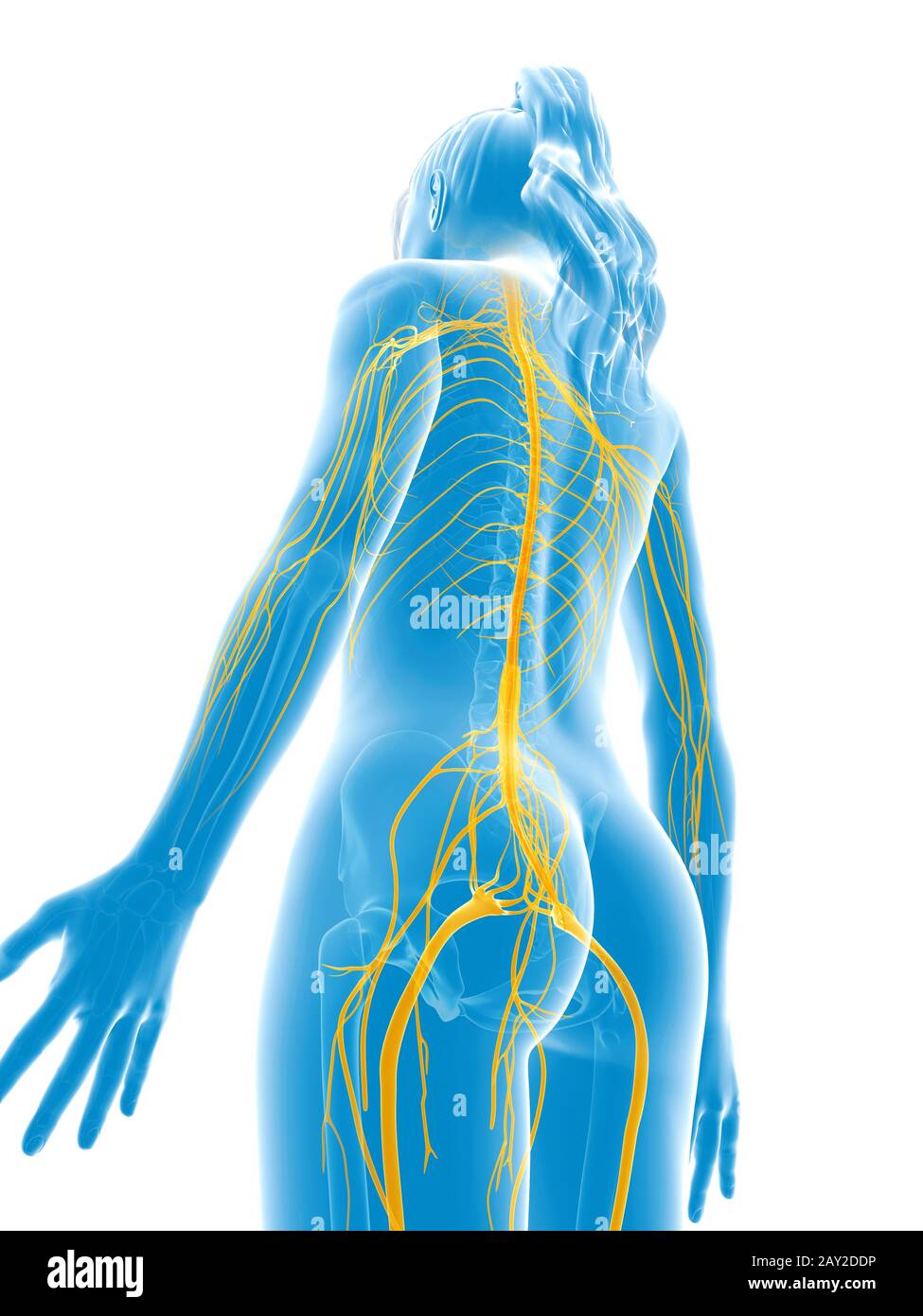 3D gerenderten medizinische Illustration - weiblichen Nerven Stockfoto