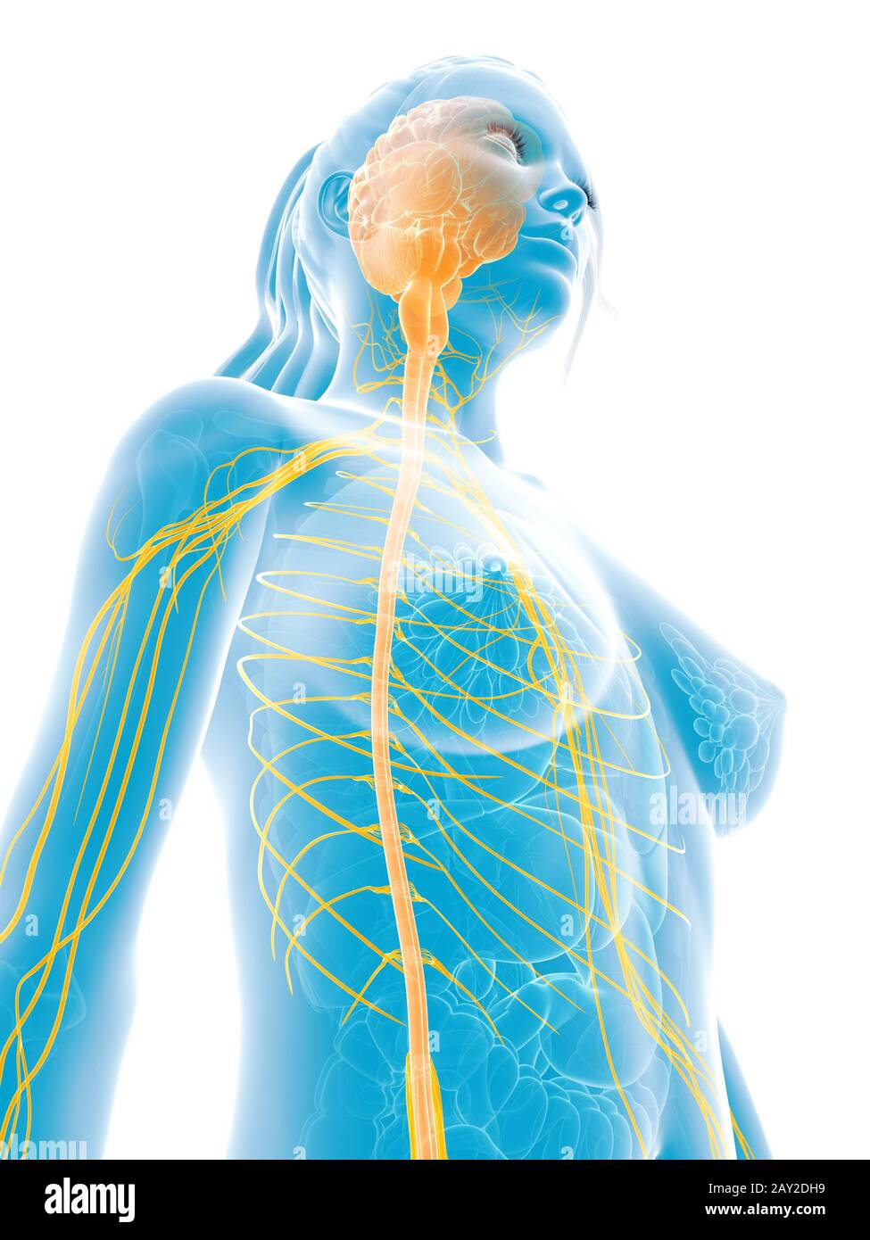 3D gerenderten medizinische Illustration - weiblichen Nerven Stockfoto