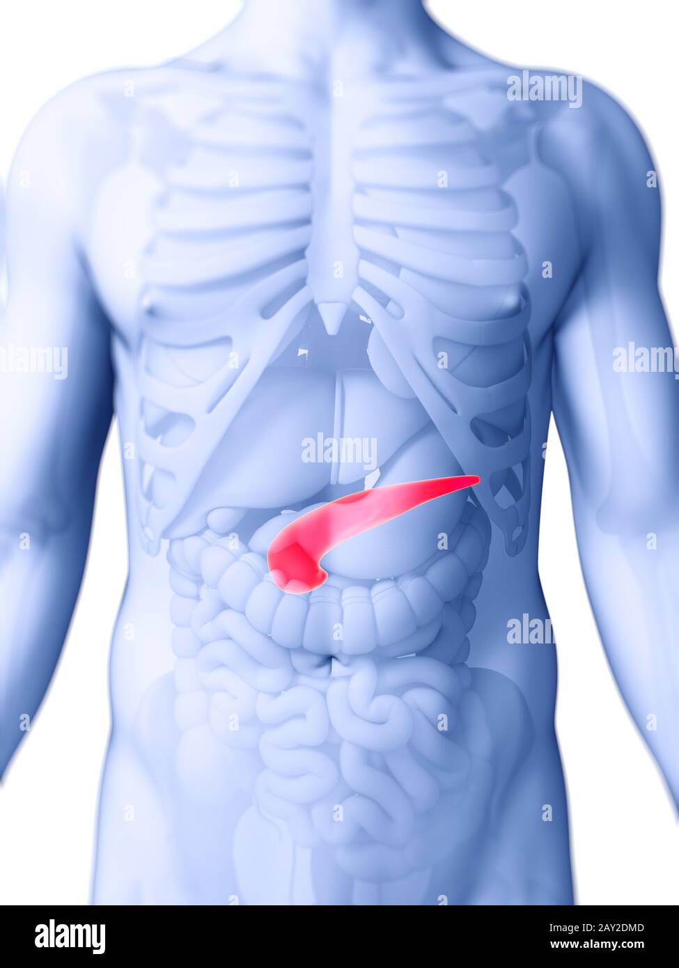 3D gerenderte Darstellung der menschlichen Bauchspeicheldrüse Stockfoto