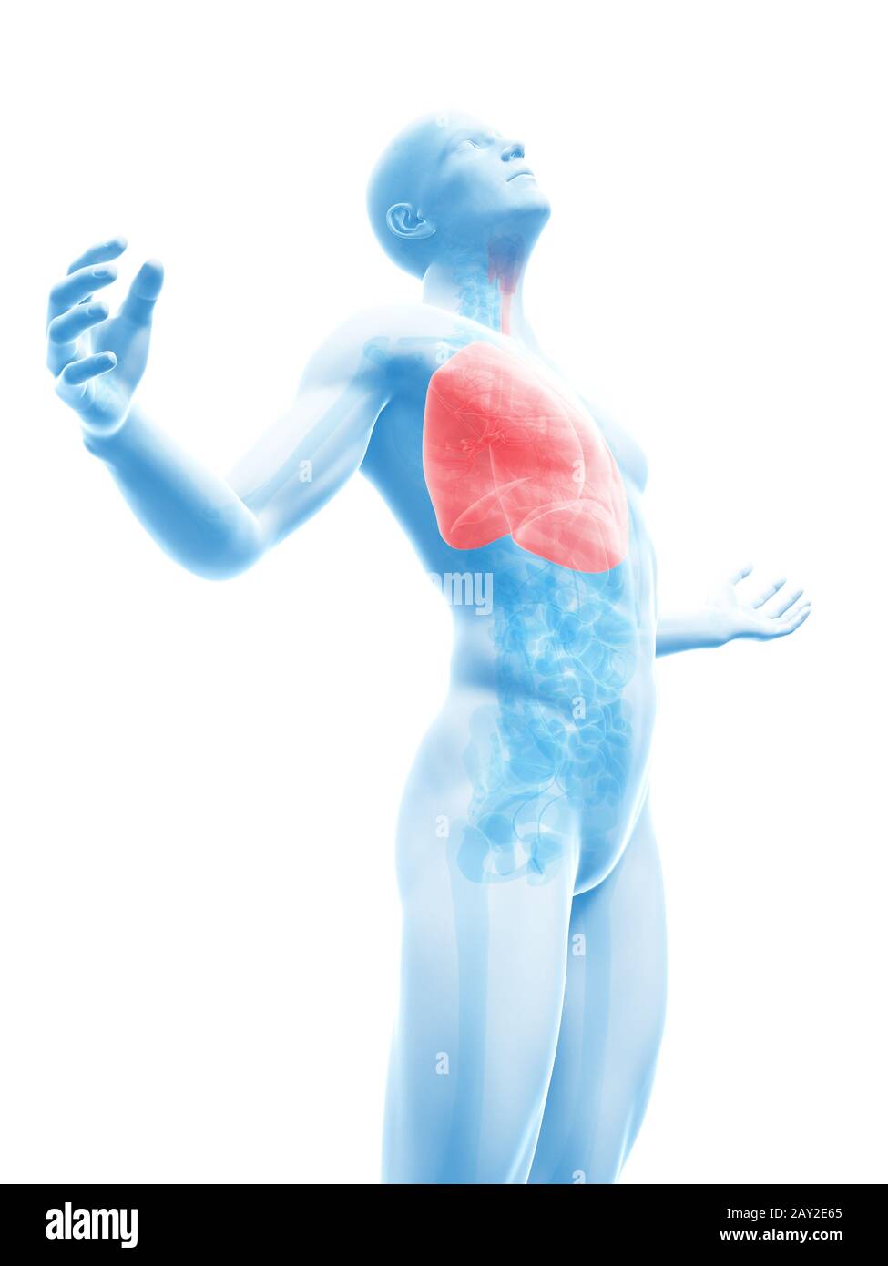 männliche posieren - Lung hervorgehoben Stockfoto