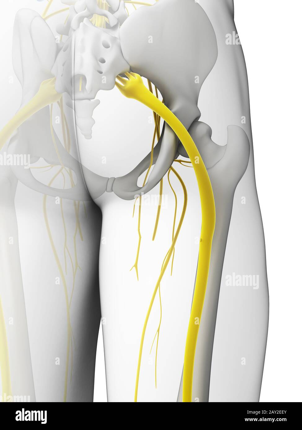 3D gerenderten Illustration - Ischiasnerv Stockfoto