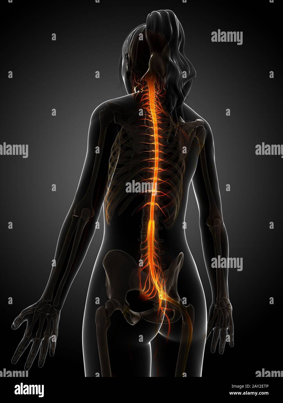 3D gerenderte Darstellung des weiblichen Nervensystems Stockfoto