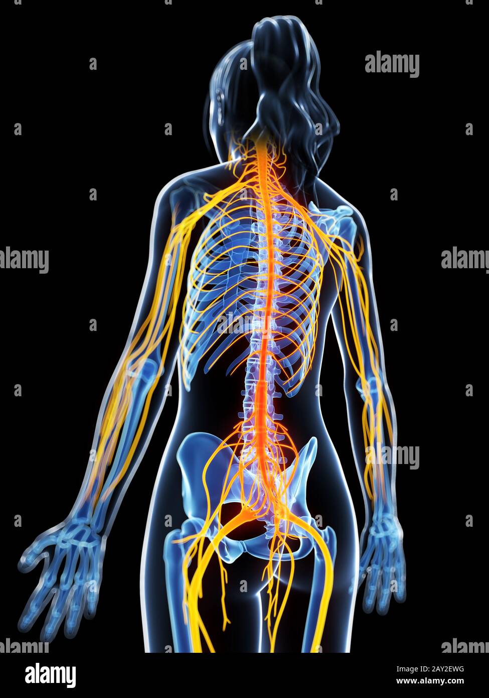 3D gerenderte Darstellung des weiblichen Nervensystems Stockfoto