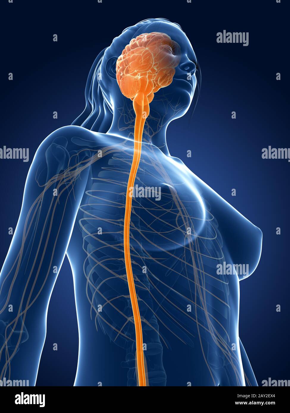 3D gerenderten medizinische Illustration - Rückenmark Stockfoto