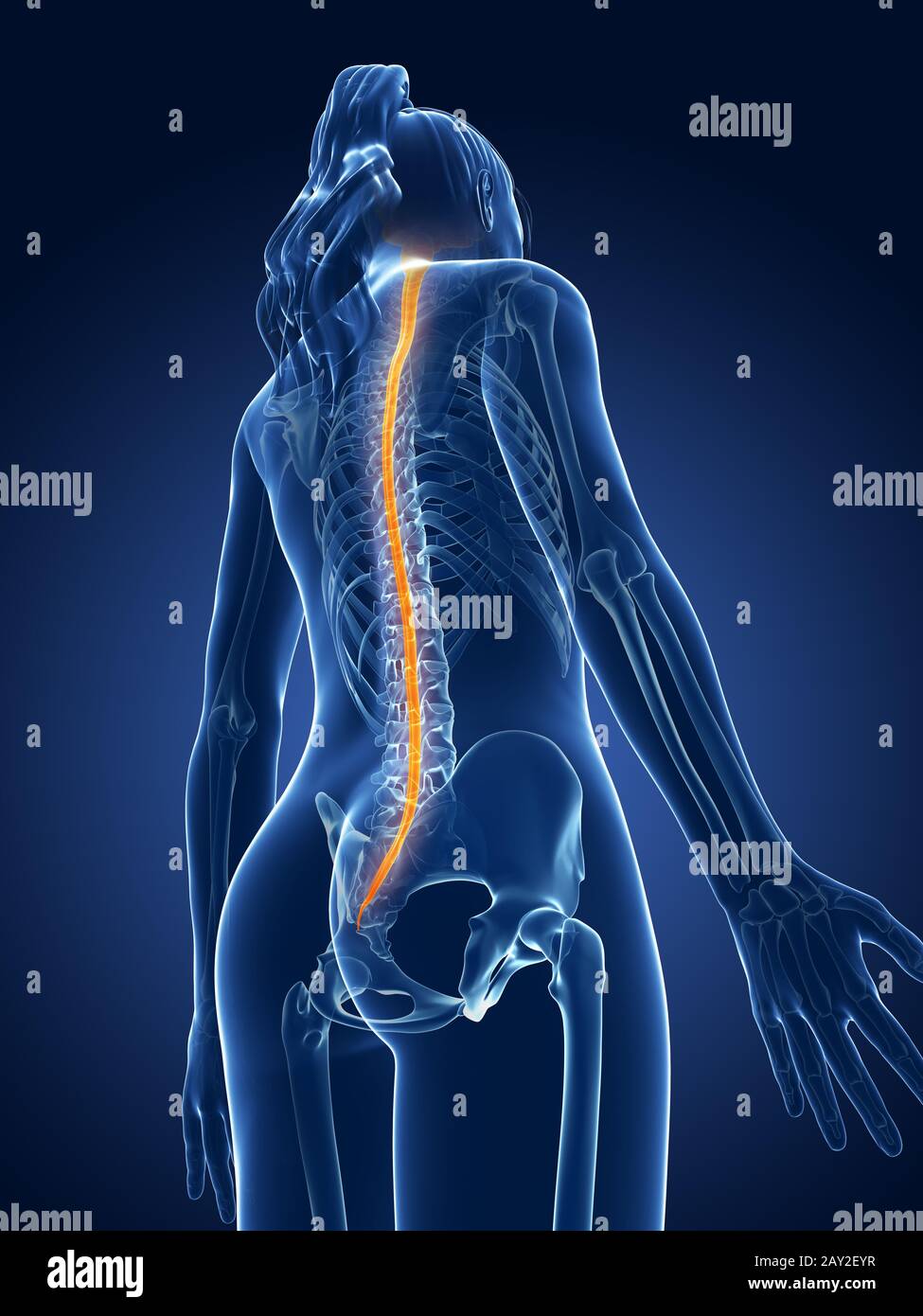 3D gerenderten medizinische Illustration - Rückenmark Stockfoto
